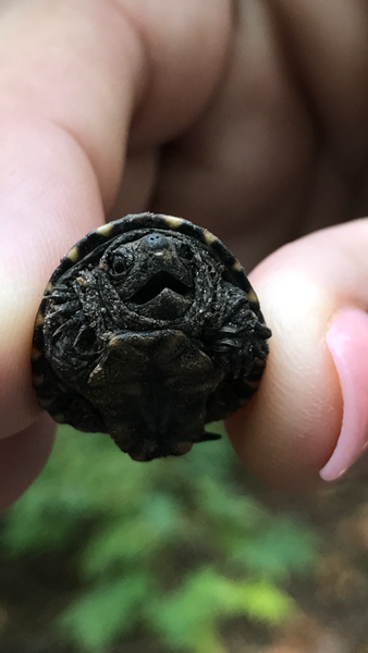 Baby snapping turtle found on the path. Smallest I have ever seen!