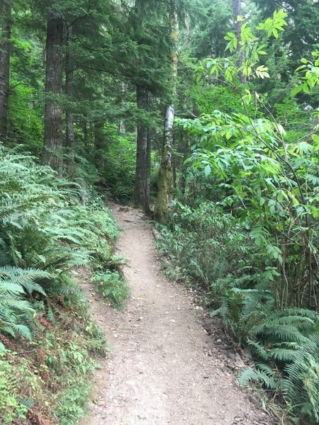 West Tiger #3 offers connections to the Cable Line Trail at multiple spots through short connector trails