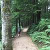 West Tiger #3 - a wide cruiser trail through tall trees with luscious ferns.