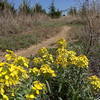 Spring on the trail. Western Wallflower.