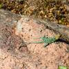 Saw a few of these Collared Lizards on the Narrows Trail.
