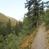 Venting Ridge Trail.