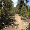 The Cedro Singletrack Trail
