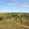 More larch meadows