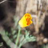 A soon-to-bloom California Golden Poppy