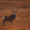 Who is watching who by Loch Tulla?