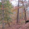 Fall colors along the Noxubee River and Beaver Lodge Trail.