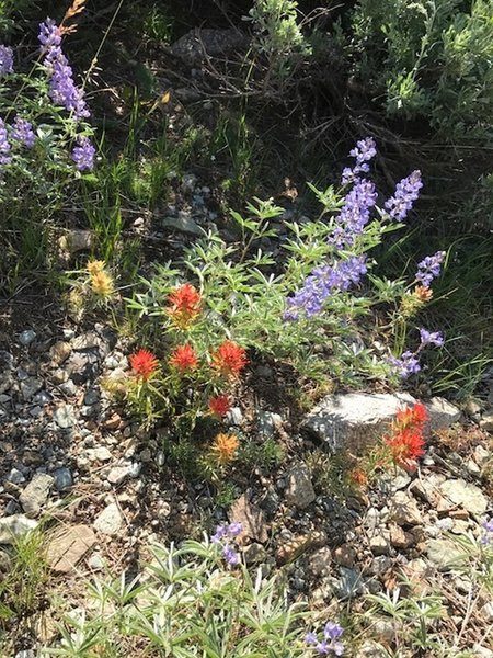Lupine and paintbrush.