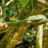 Green Pit Viper along the trail.