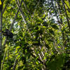 Spectacled langur playing in the bamboo near the trail
