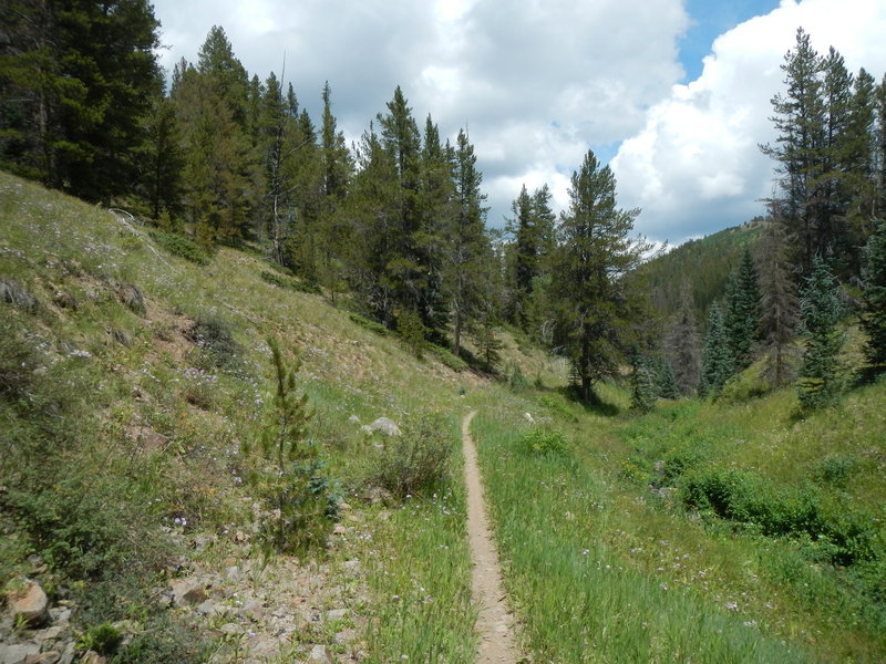 The south end of Tank Seven Creek Trail has a few smooth sections. This is one of them, near the Colorado Trail.