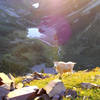 A mountain goat on the side of North Maroon Peak at sunrise.