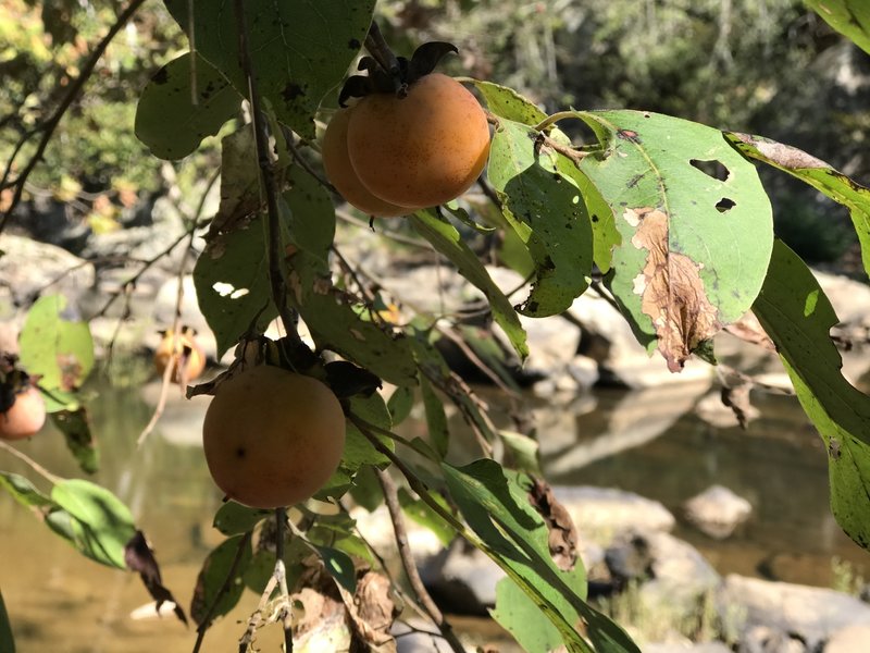 Some American Persimmons on the Eno River.