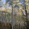 Aspens on the trail....