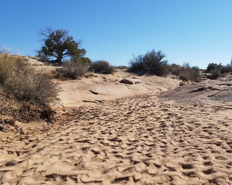 Recent rain created desert art in the sand.
