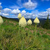 Beargrass and Lookout Mountain