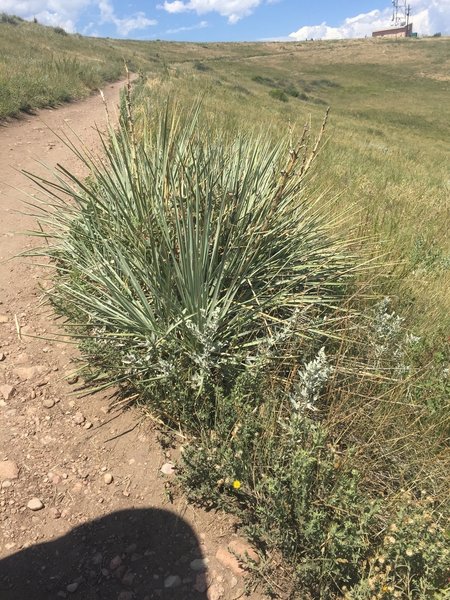 These thorny grasses are all along the trail.  At the top of Green Mountain there is a radio antenna you can see in the background.