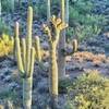 A rare Crested Saguaro along the Yetman Trail.