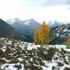 Larch trees golden for fall