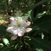 A beautiful rhododendron on the trail.