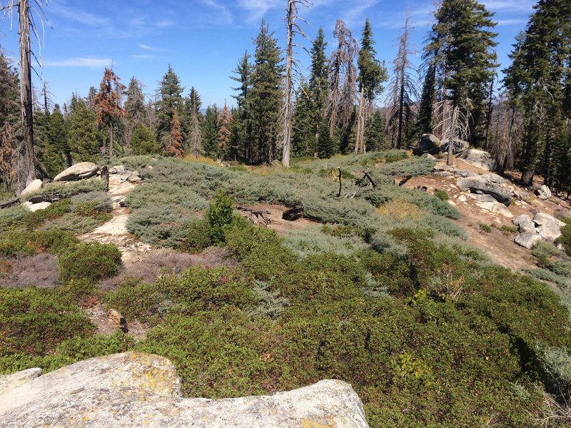 North Boundary Trail Hiking Trail, Squaw Valley, California