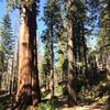 Giant sequoia close to the path