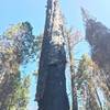 Giant sequoia that lost the battle with a forest fire