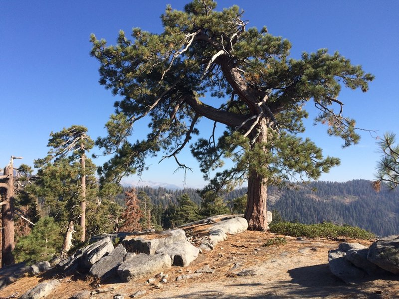 Sequoia tree overlooking the valley of giants