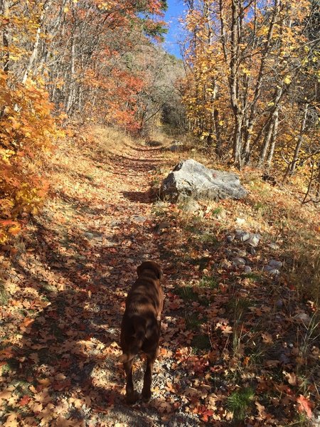 are dogs allowed in logan canyon