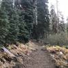 Trail Gulch Lake Spur Trail in Trinity Alps Wilderness