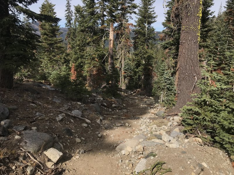 Trail Gulch Trail in Trinity Alps Wilderness.