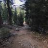 Trail Gulch Trail in Trinity Alps Wilderness