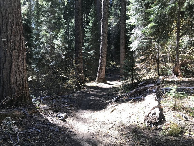 Canyon Creek Trail in Marble Mountain Wilderness.