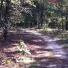 Cedarville State Forest doubletrack.