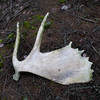 Moose antler found along the trail.