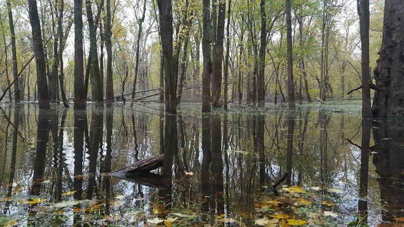 The Marshy Areas In The Wisconsin River Backwaters Can Be Buggy But