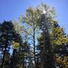 Fall colors on the 10k Trail.