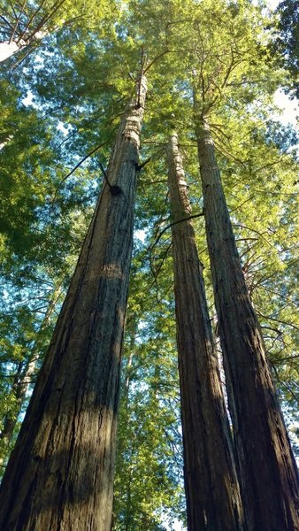 Clump of huge, tall, straight, majestic redwoods along the Ridge Trail.