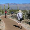 Desert Ecology Trail, Saguaro NP