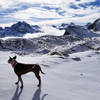 Hiking dog caught in a rare moment of stillness at Oberbolgen