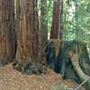 Many second growth redwoods replace a logged old growth redwood. Logging ended in the early 1900s in this area.