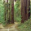 High School Trail ends in a loop around a clump of tall, stately redwoods.