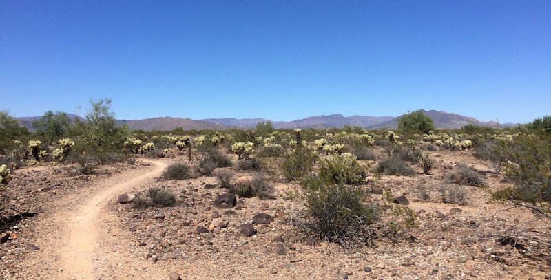 The Badger Brawl trail in the Apache Wash Trailhead area of the Sonoran Desert Preserve.
