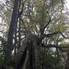 One of the many interesting old trees on the property