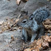 A curious squirrel along Mist Trail