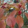 November Color-Woodland Garden at Powell Gardens