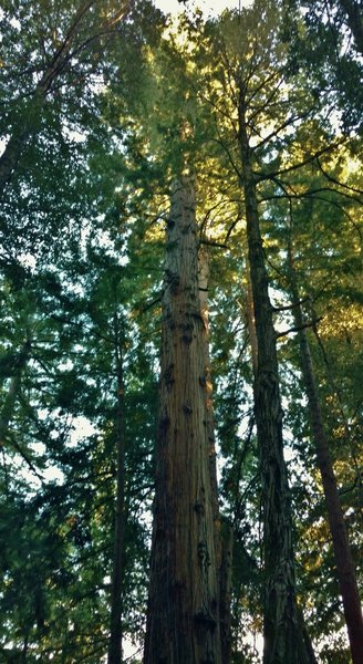 Big Ben Tree, a giant, old growth redwood tree