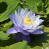 Blue Water Lily on the Island Garden-Powell Gardens