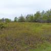 Helipad field on Mt Tammany Fire Road