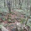 Donnaeko Trail Woods